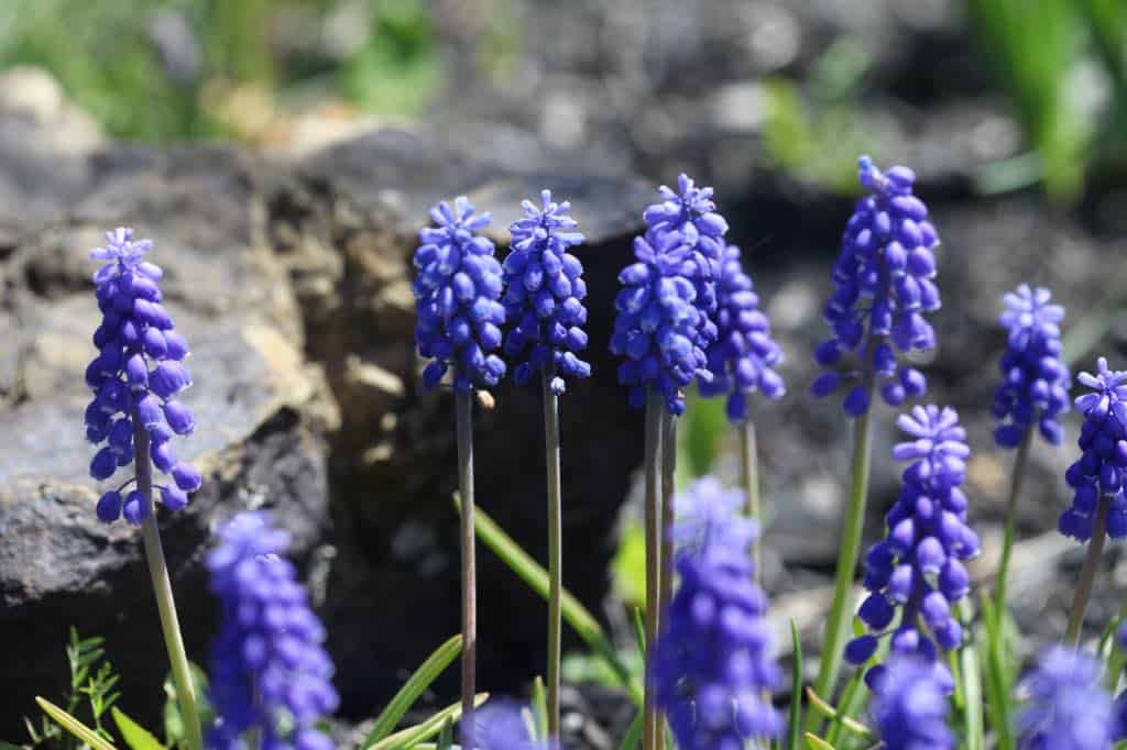 a grouping of muscari flowers in the garden