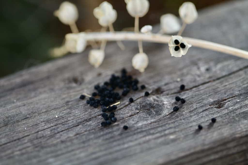 muscari seeds and seed pods