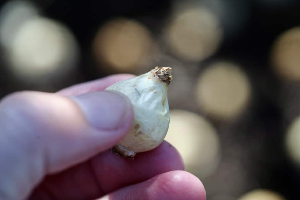 a hand holding a muscari bulb