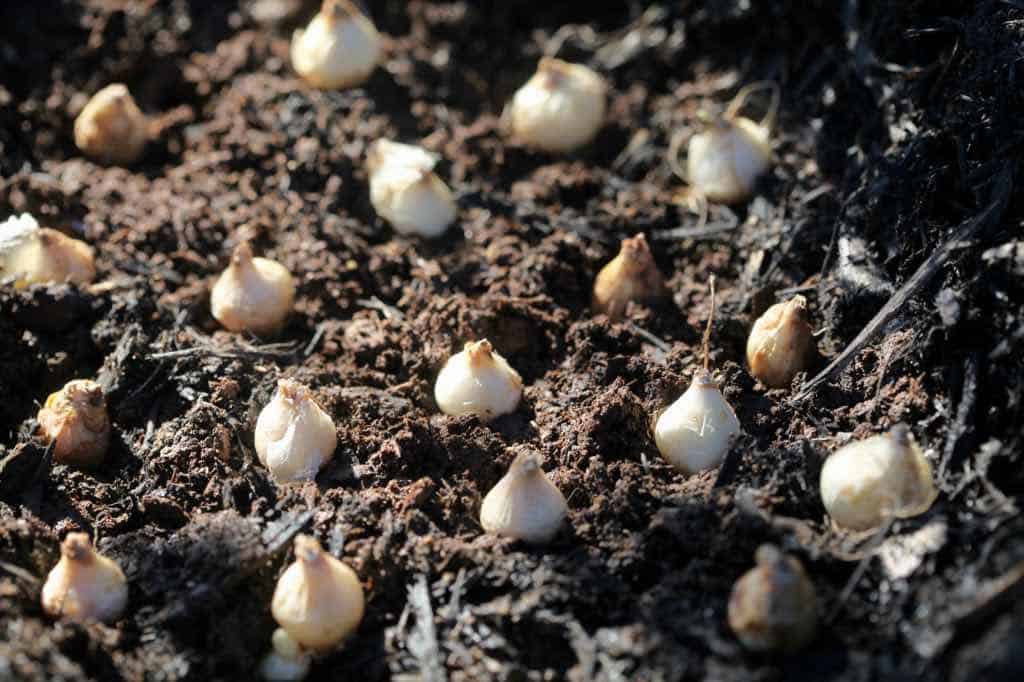 planting muscari bulbs in the garden