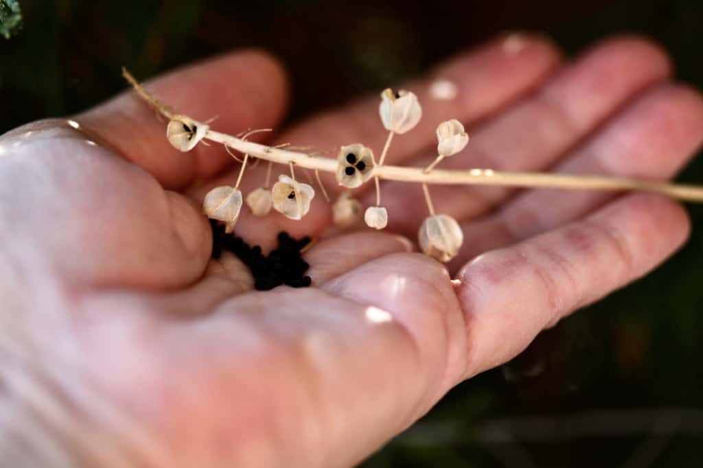 a hand holding ripe muscari seeds