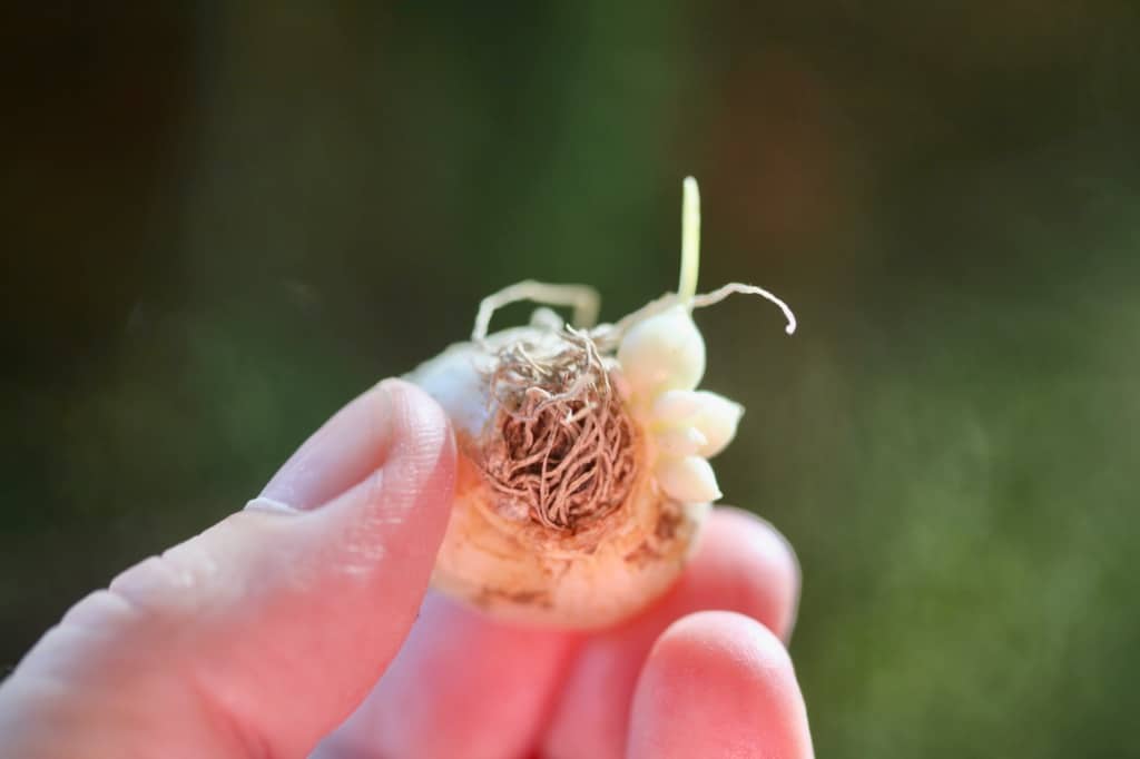 small bulblets forming on a muscari bulb as it multiplies