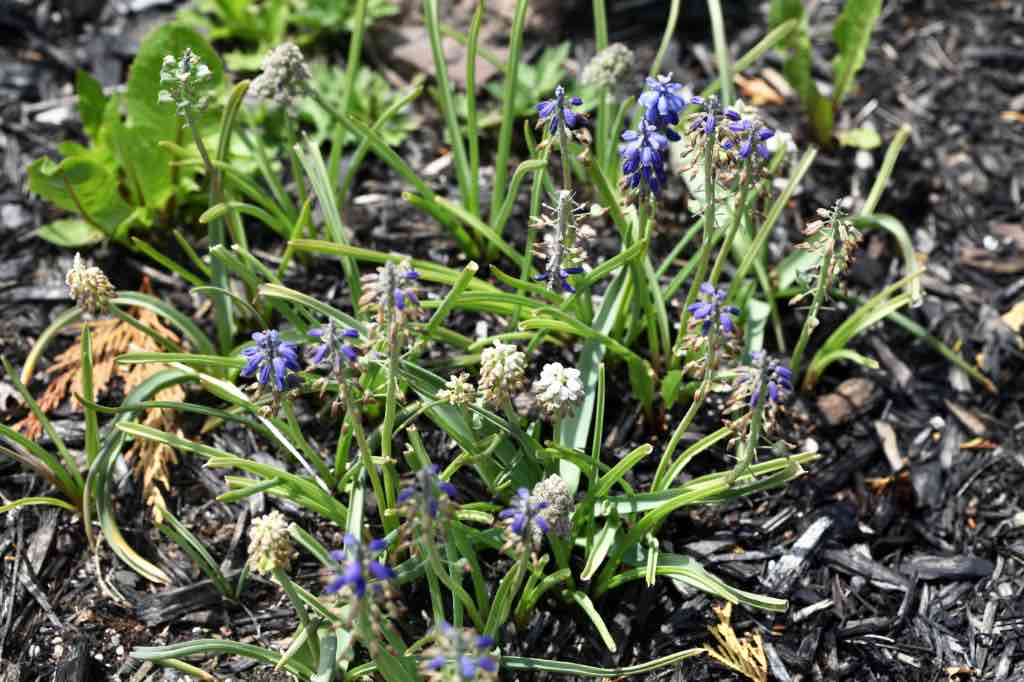 spent muscari flower stems in the garden