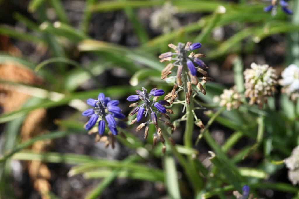 spent muscari flowers in the garden