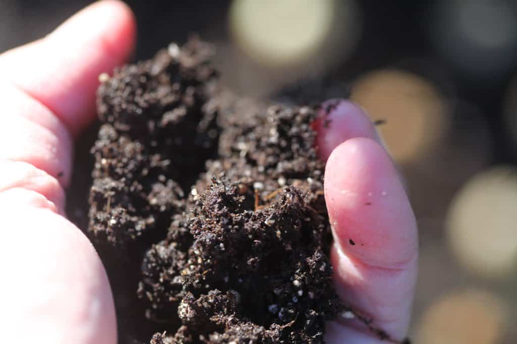 a hand holding a handful of compost to amend the soil