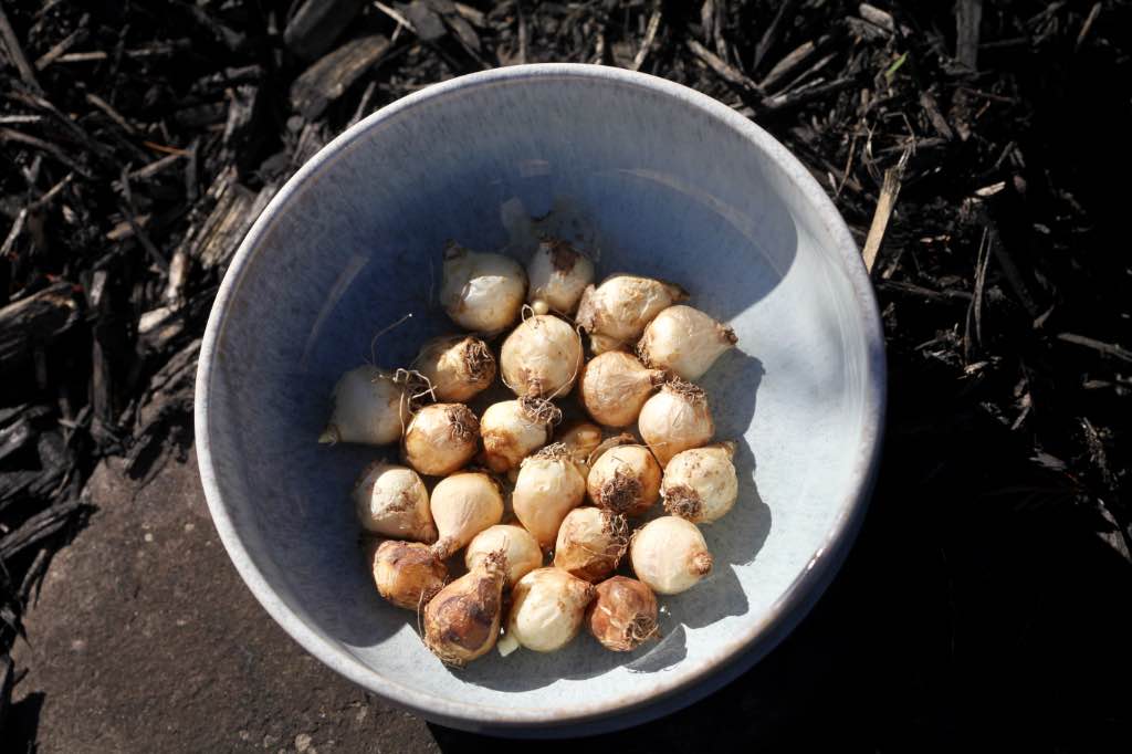 a bowl full of muscari bulbs to be planted