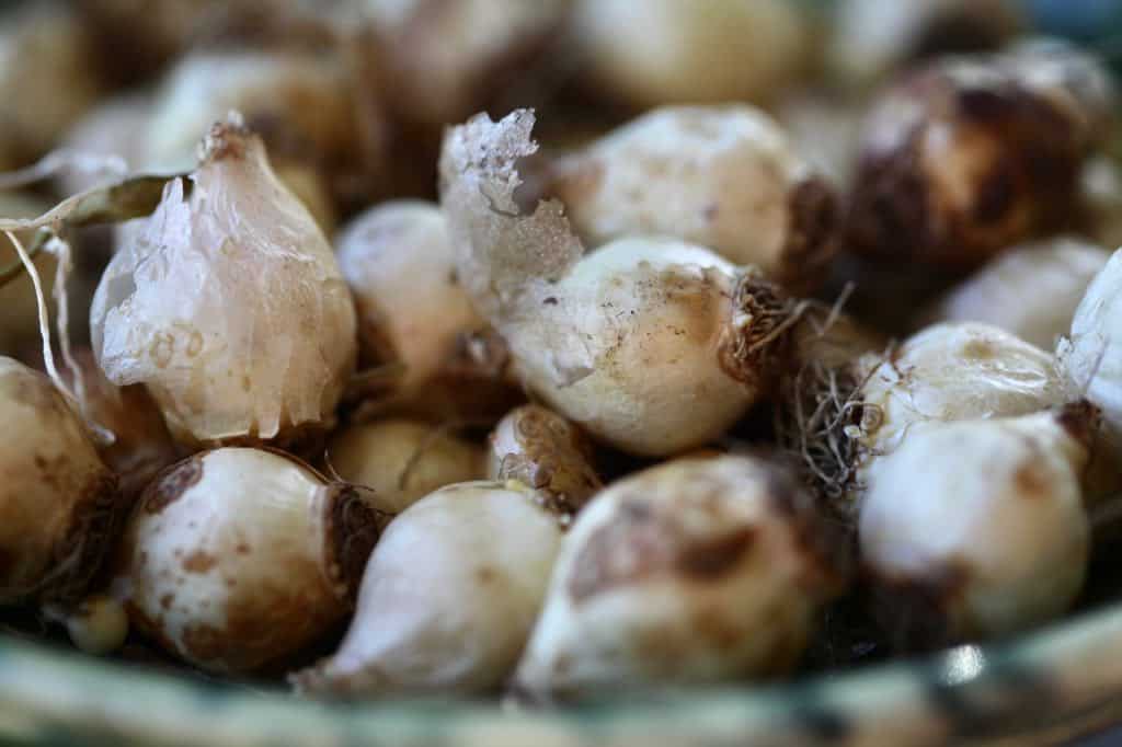 muscari bulbs in a pile