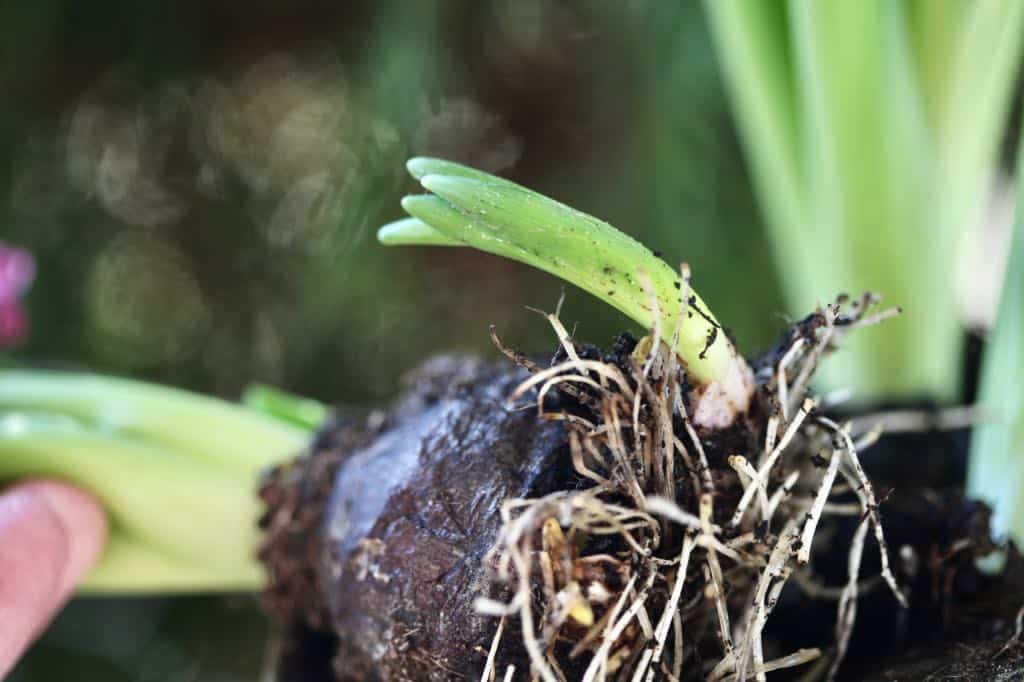 a small hyacinth offset