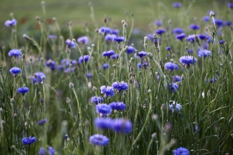 Are Bachelor Buttons Perennials? (The Cornflower Lifespan) Farmhouse