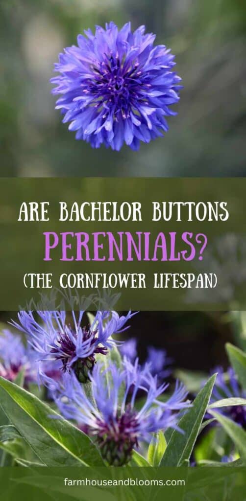 pinterest pin for blog post titled "are bachelor buttons perennials?"