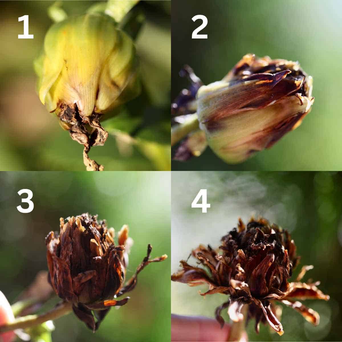 How To Collect Dahlia Seeds Harvest And Storage Farmhouse & Blooms