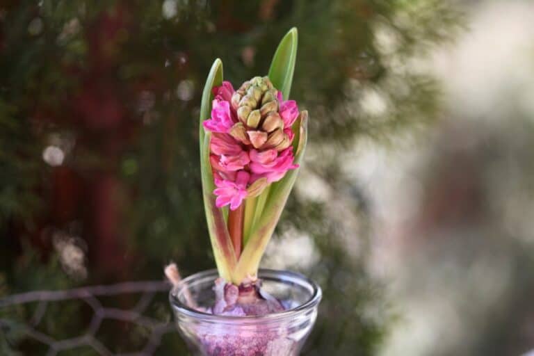 Hyacinth Bulb Care After Flowering A Step By Step Guide Farmhouse & Blooms