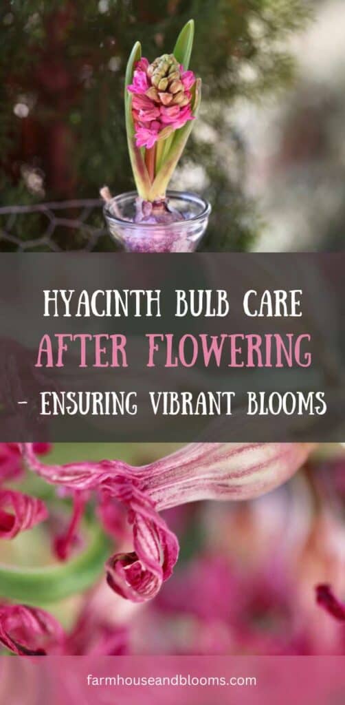 pinterest pin for blog post on hyacinth bulb care after flowering