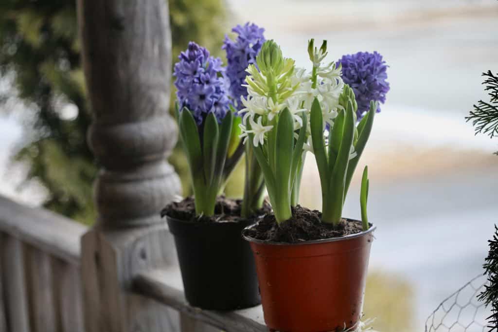 hyacinth bulbs in containers
