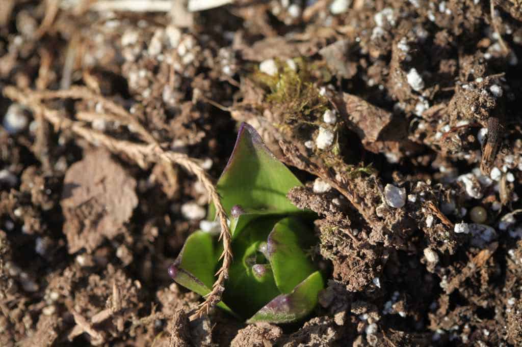 a hyacinth emerging in the spring garden