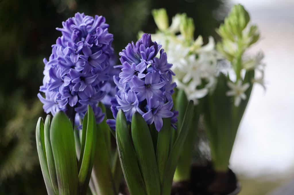 hyacinth flowers blooming in pots