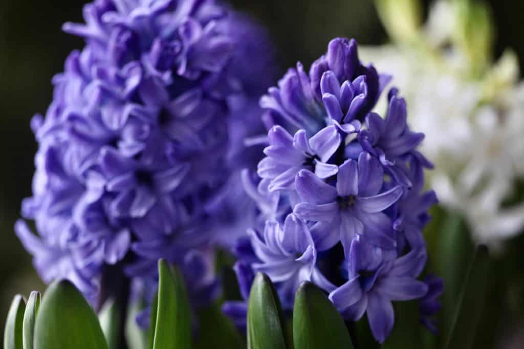 purple and white hyacinth flowers in full bloom, a result of hyacinth bulb care after flowering
