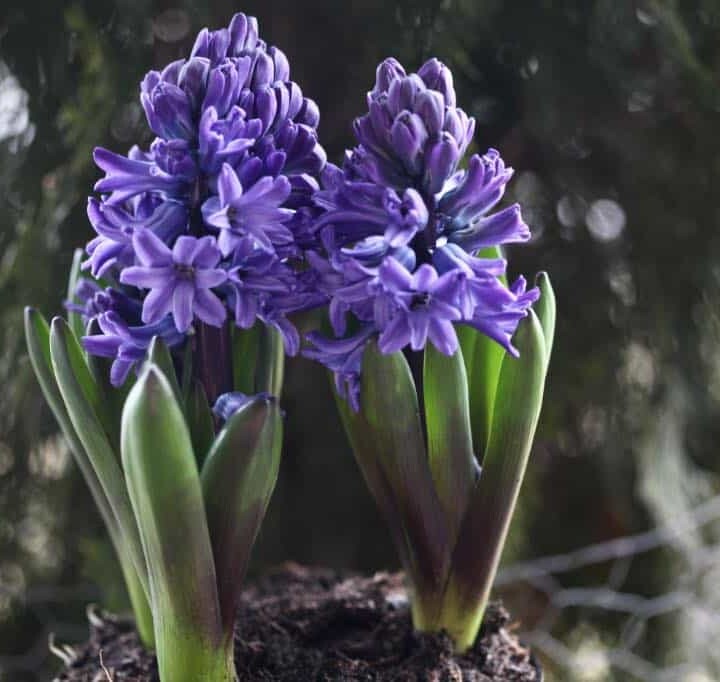 two purple hyacinths growing in pots