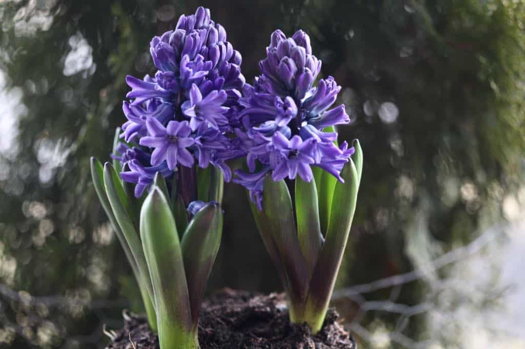two purple hyacinth plants growing in a pot