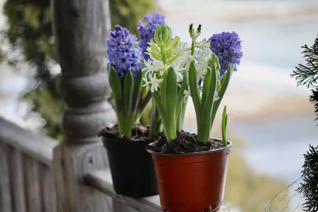 hyacinths grown indoors in pots