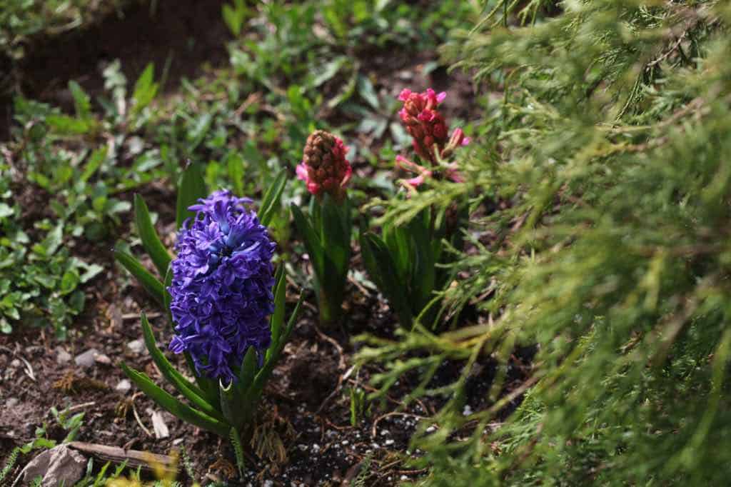 hyacinths in the early spring garden