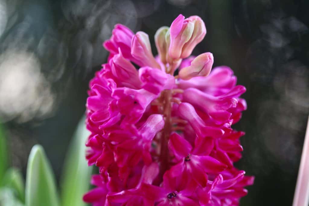 a pink hyacinth in bloom