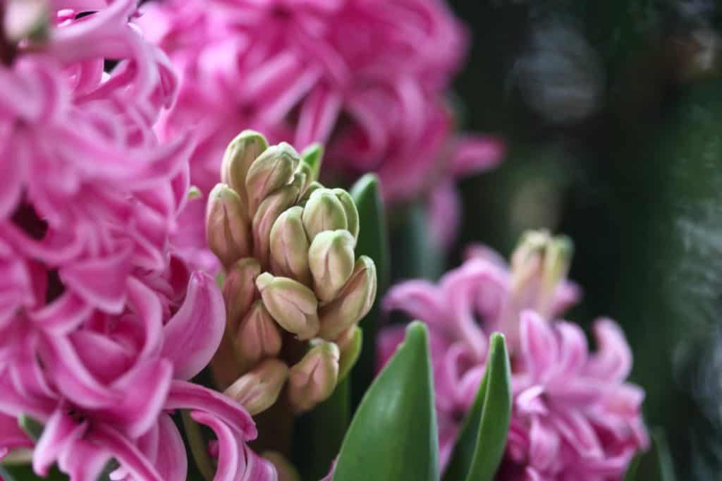 pink hyacinth flowers in the garden