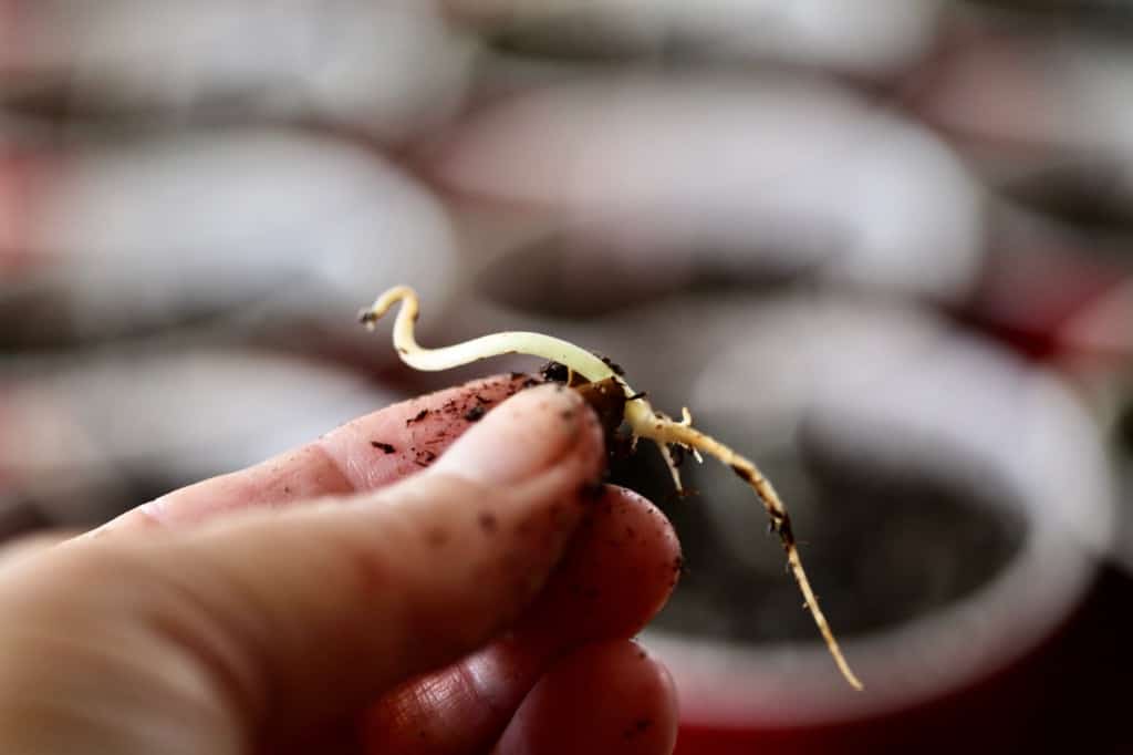 a hand holding a sprouted wisteria seed