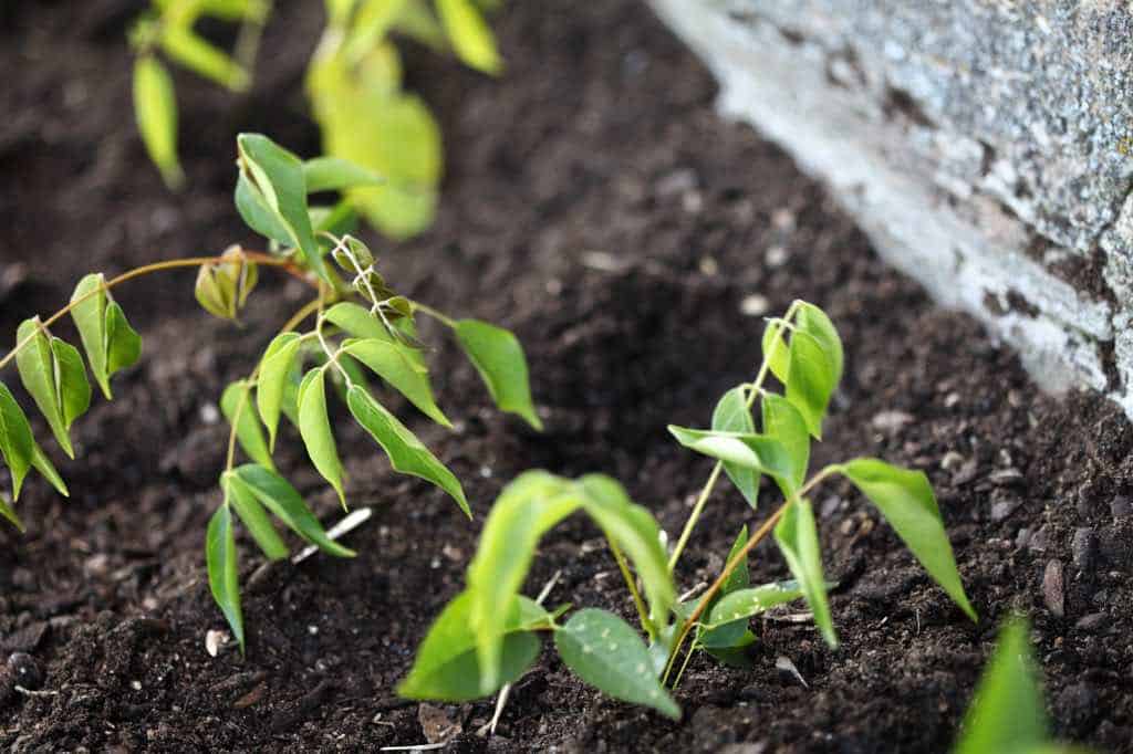 mulching wisteria seedlings to help keep moisture in the soil