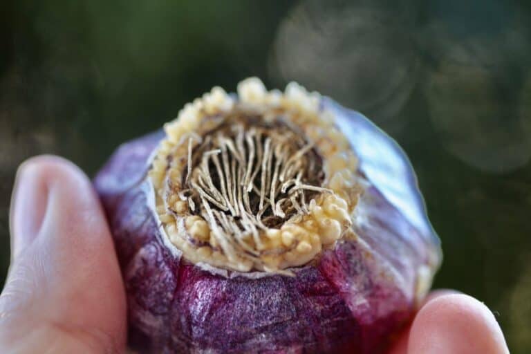 Hyacinth Bulb Care After Flowering A Step By Step Guide Farmhouse