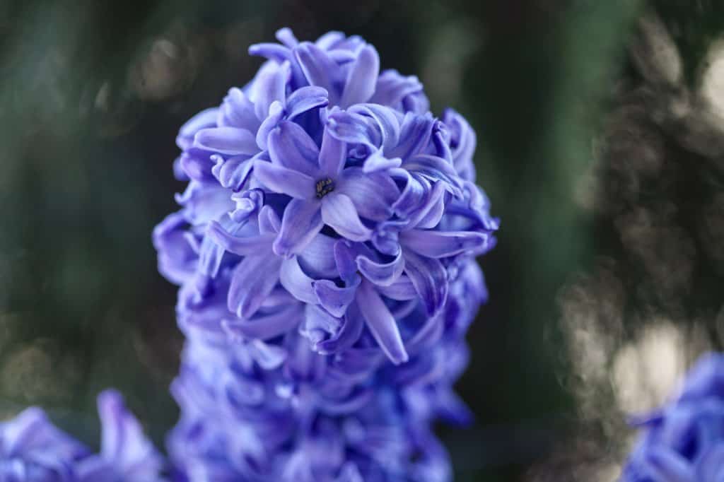 a purple hyacinth flower in the garden, a result of hyacinth bulb care after flowering