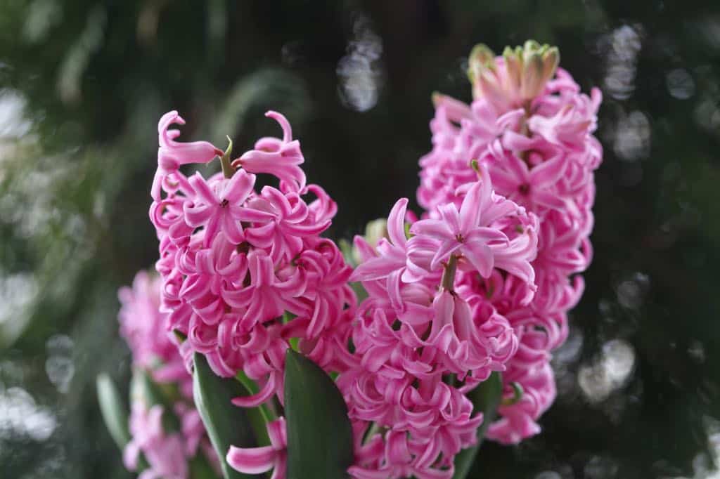 pink hyacinths in bloom, a result of hyacinth bulb care after flowering