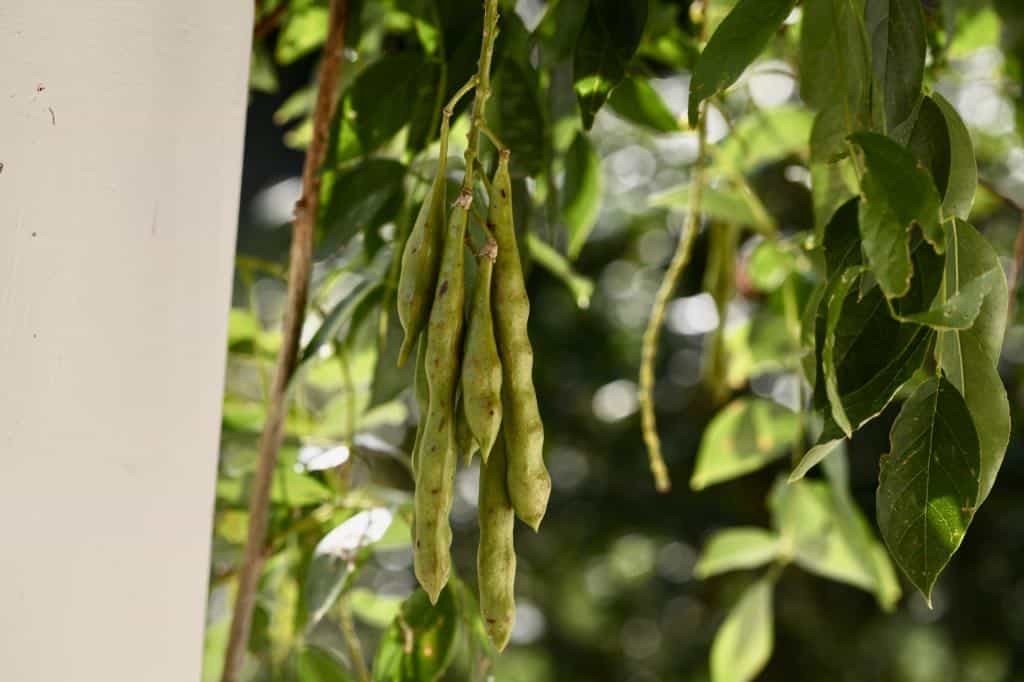wisteria seed pods maturing on the vine