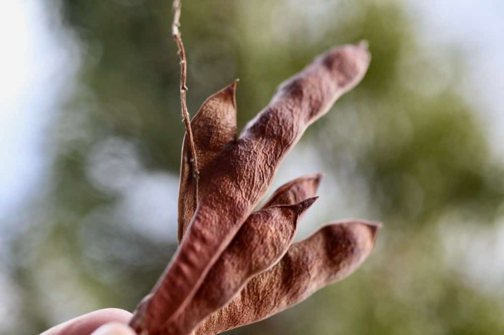 a hand holding a bunch of wisteria seed pods