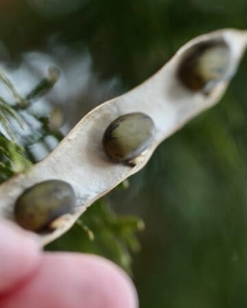 wisteria seeds inside an open seed pod
