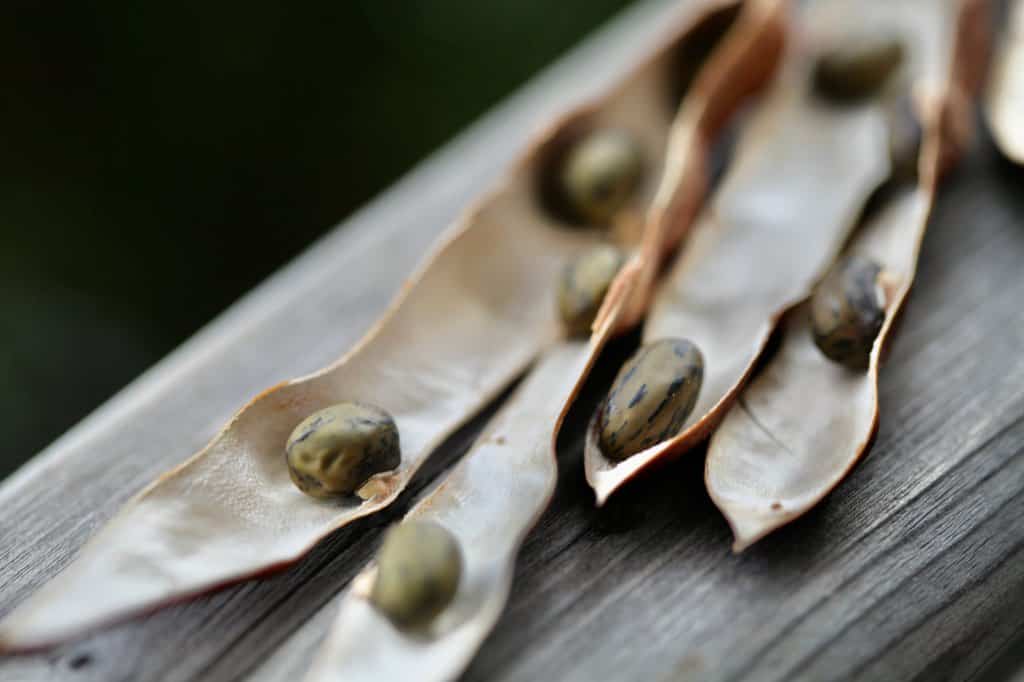 wisteria seeds in seed pods