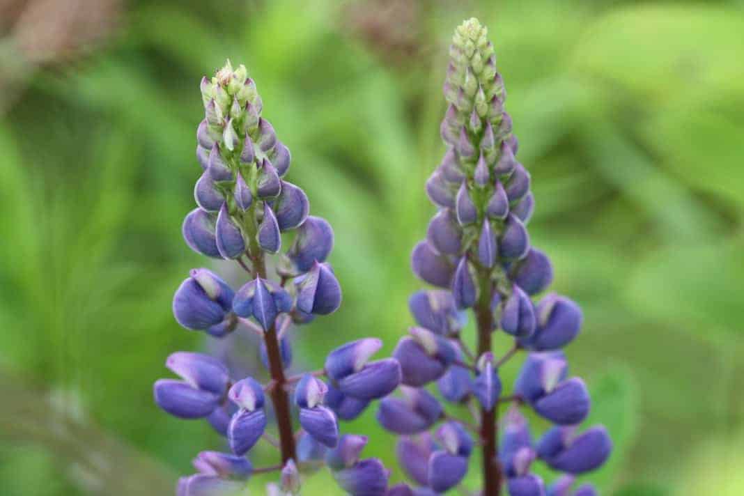 two purple lupines in the garden