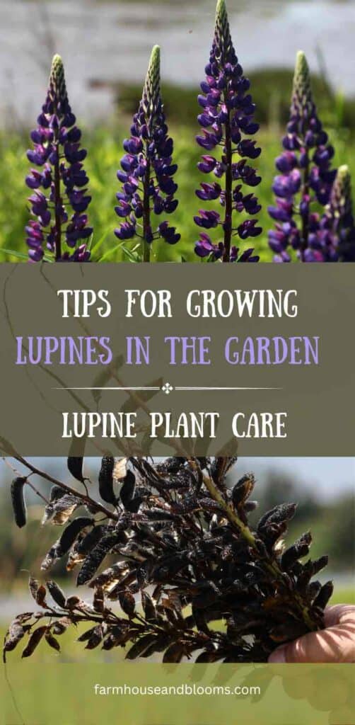 pinterest pin for blog post on lupine plant care