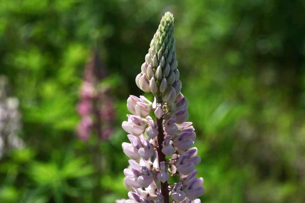 a pink lupine in the sunlight, showing lupine plant care