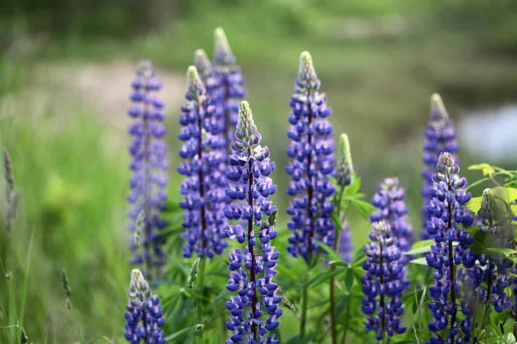 purple lupines in bloom, showing lupine plant care