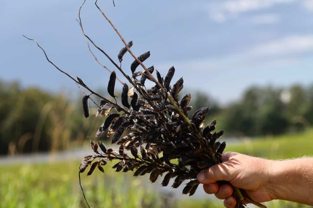 a hand holding a bouquet of lupine seed pods, showing lupine plant care