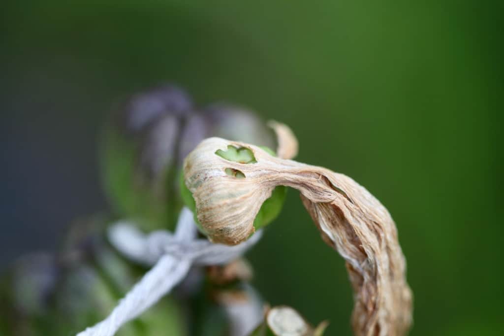 daylily seed pods, one with a dried bloom still attached