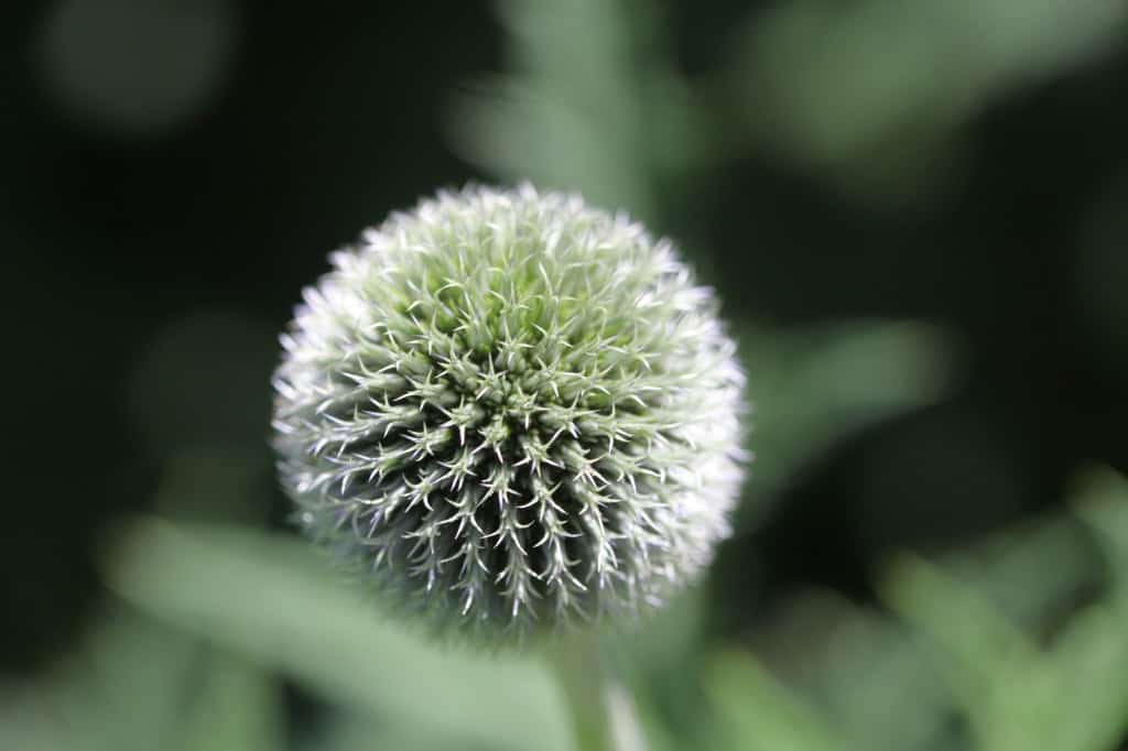 a spiky globe thistle flower