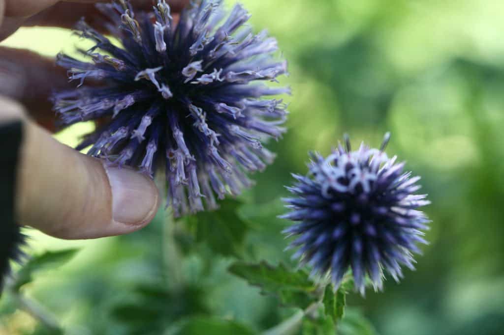 a large spent globe thistle bloom