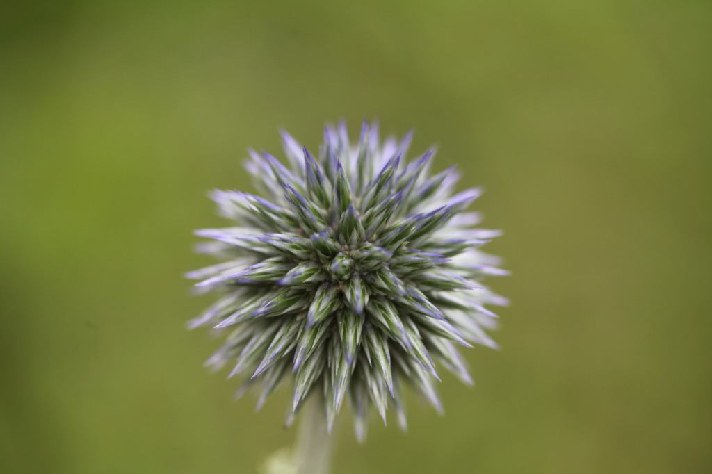 a globe thistle in the garden