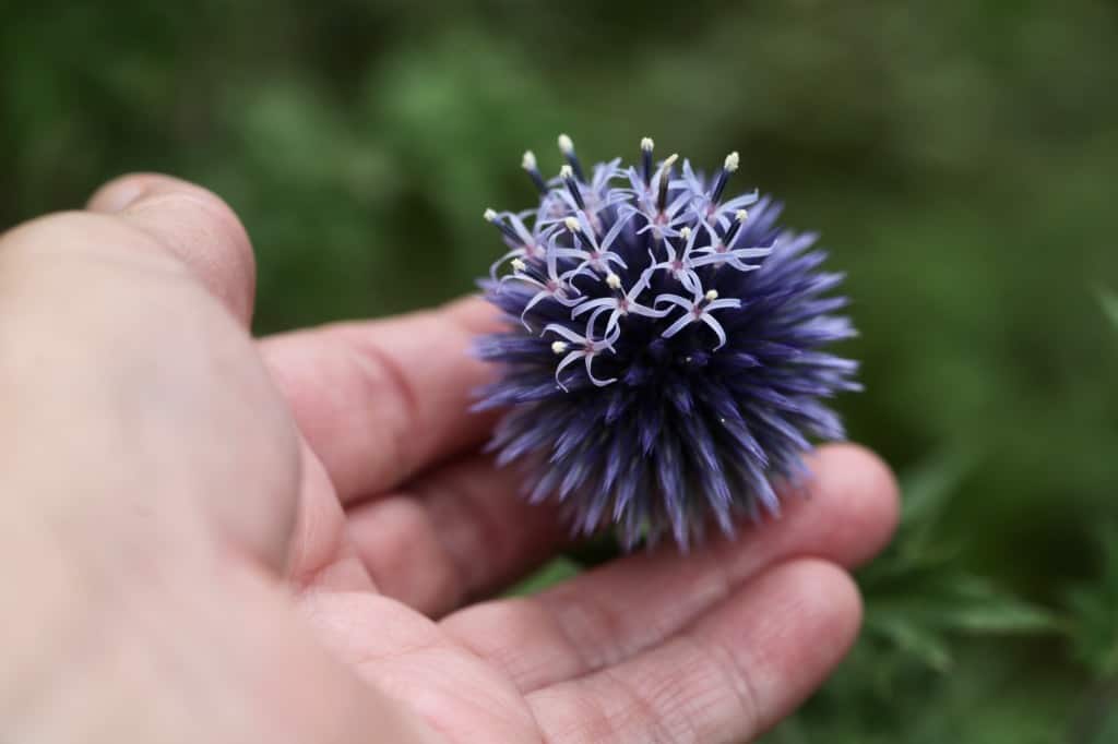 a hand holding globe thistle in bloom