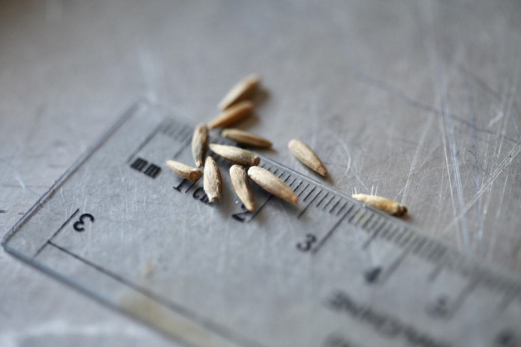globe thistle seeds on a ruler