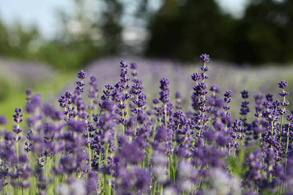 lavender flowers in bloom