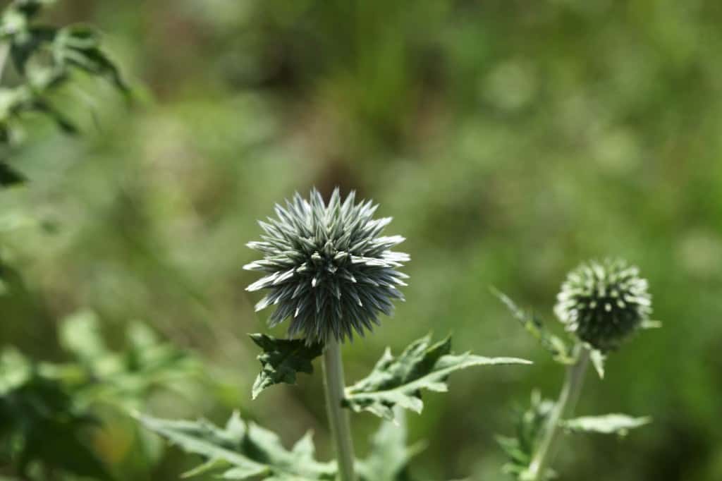 globe thistle growing in the garden