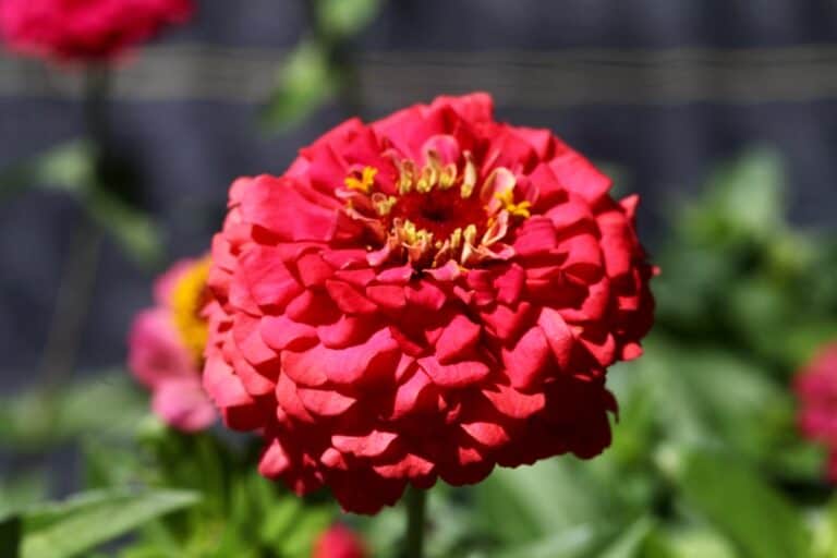 Are Zinnias Perennials Or Annuals? (The Zinnia Lifespan) Farmhouse